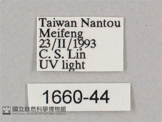 井上氏絨毛天蛾藏品圖，第3張