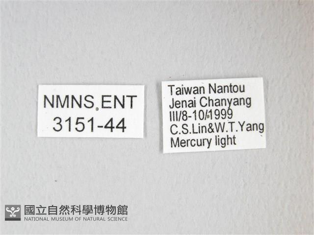 紅目天蠶蛾藏品圖，第3張