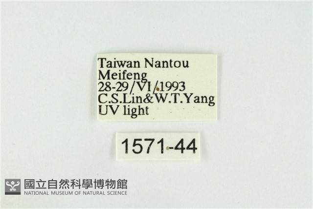 寬紋黃毒蛾藏品圖，第3張