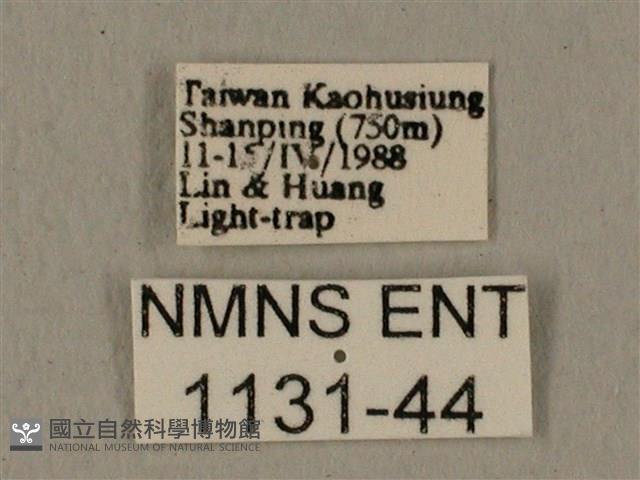 全緣缺角天蛾藏品圖，第3張