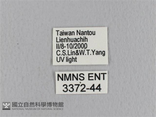 青枯葉蛾藏品圖，第3張