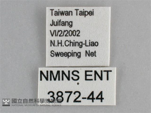 黯眼蛺蝶藏品圖，第3張