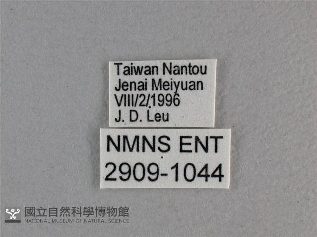 玉帶弄蝶藏品圖，第3張