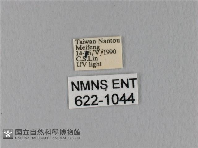 隱波紋枯葉蛾藏品圖，第3張