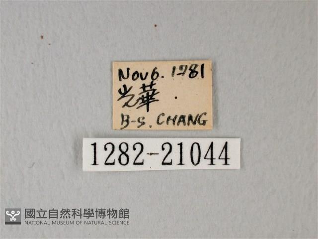 細邊琉灰蝶藏品圖，第3張
