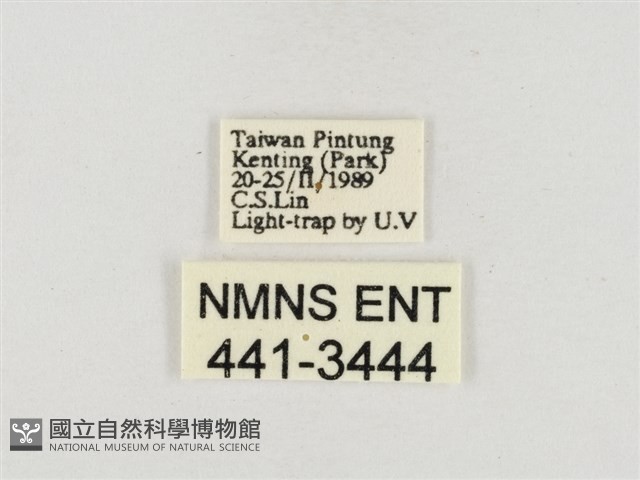 小白紋毒蛾藏品圖，第3張