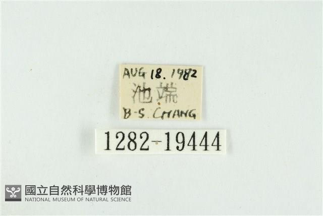 黑翅黃毒蛾藏品圖，第3張