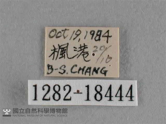 異色尖粉蝶藏品圖，第3張