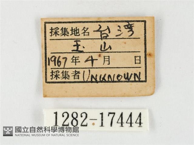 紋黃粉蝶藏品圖，第3張