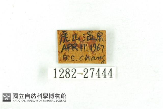 乳白斑燈蛾藏品圖，第3張