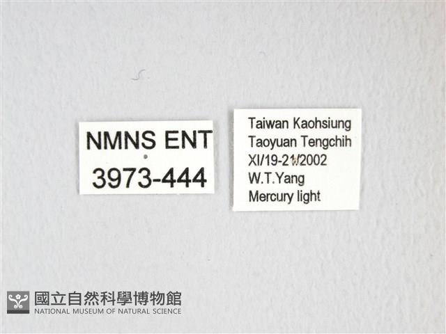 大綠目天蠶蛾藏品圖，第3張