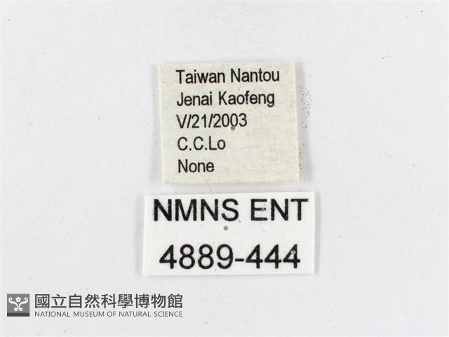 蓬萊茶斑蛾藏品圖，第3張