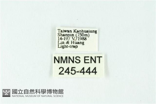 三色豔苔蛾藏品圖，第3張