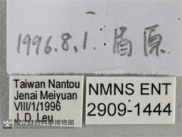小稻弄蝶藏品圖，第3張