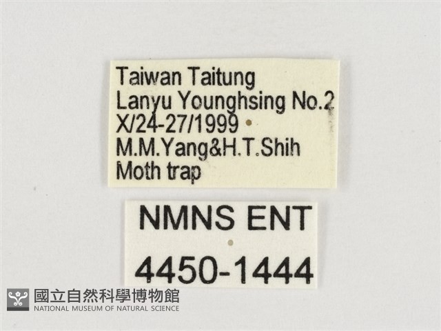 暮眼蝶、樹蔭蝶藏品圖，第3張