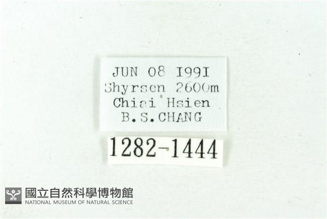 赭新污燈蛾藏品圖，第3張