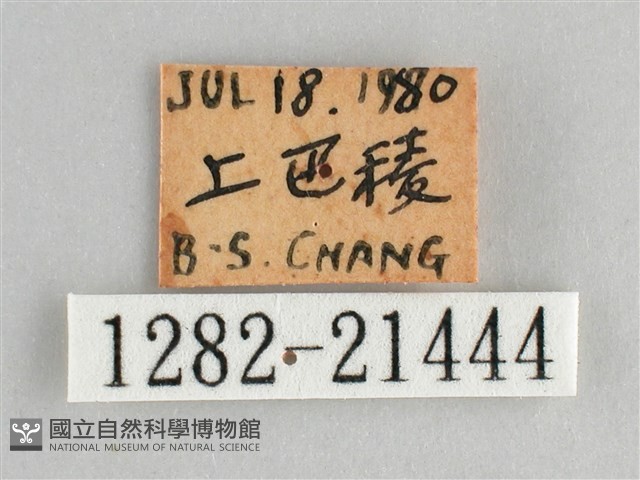 臺灣黛眼蝶藏品圖，第3張