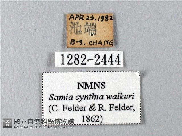 眉紋天蠶蛾藏品圖，第3張