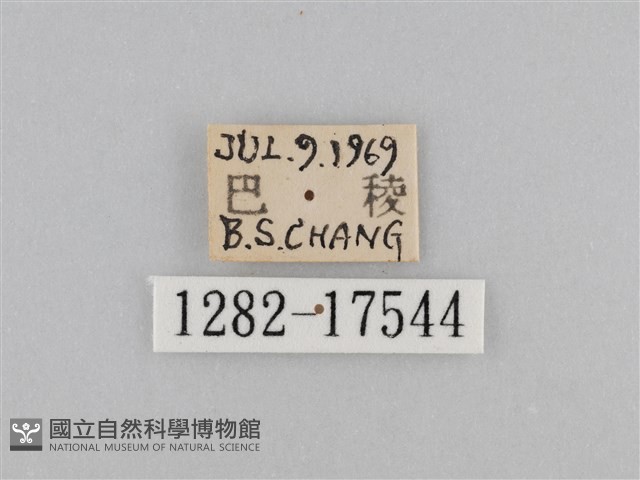 紅星脈蛺蝶藏品圖，第3張