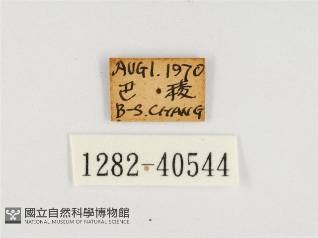 甲仙翠蛺蝶藏品圖，第3張