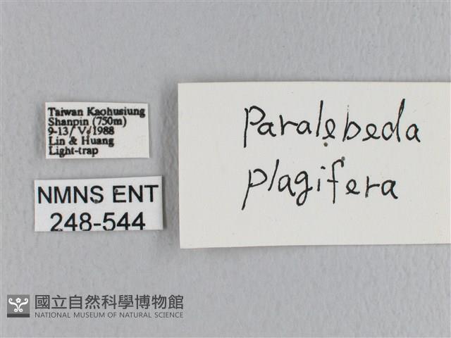 大褐斑枯葉蛾藏品圖，第3張