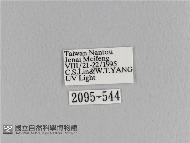 臺灣枯葉蛾藏品圖，第3張
