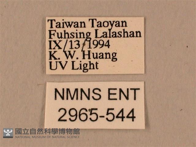 棕綠背線天蛾藏品圖，第3張