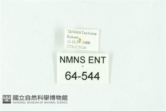 三條橙燈蛾藏品圖，第3張