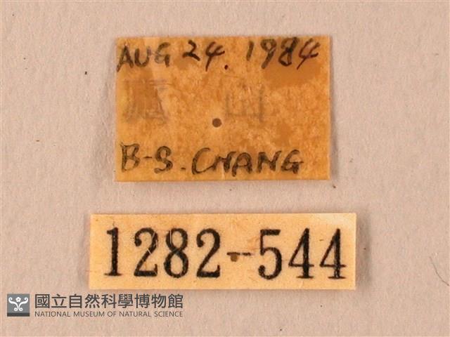 波紋豆天蛾藏品圖，第3張