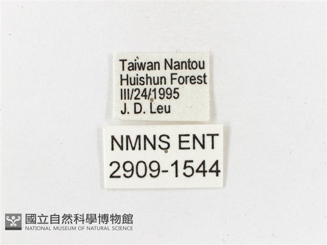 古眼蝶藏品圖，第3張