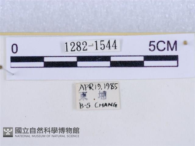 後凸蝶燈蛾藏品圖，第3張