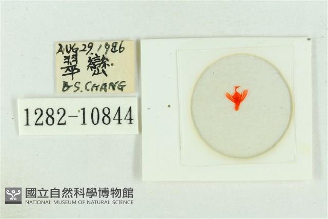 臺灣斑蕊夜蛾藏品圖，第3張