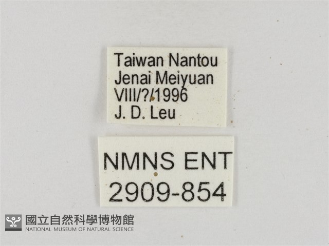 奇萊禪弄蝶藏品圖，第3張
