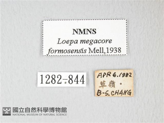 黃豹天蠶蛾藏品圖，第3張