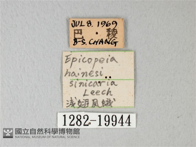 松村氏淺翅鳳蛾藏品圖，第3張