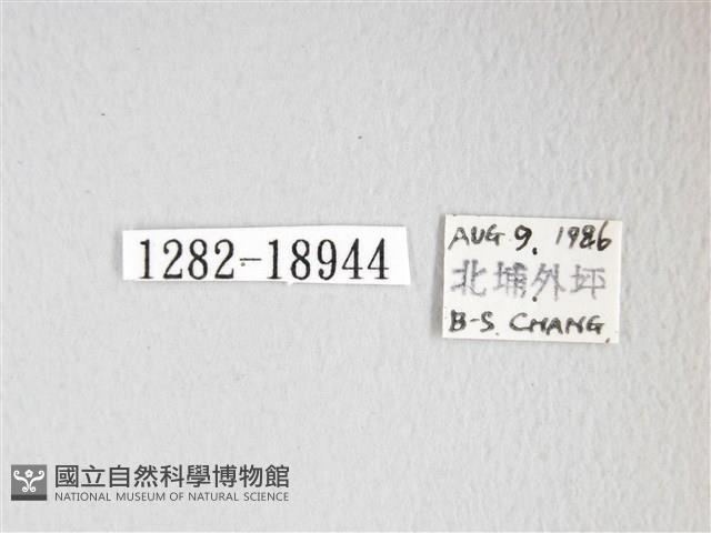 單角窗鉤蛾藏品圖，第3張