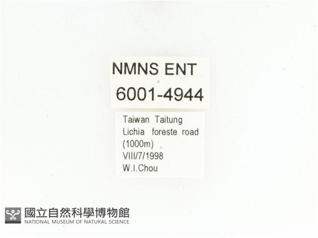 藍艷白點花金龜藏品圖，第2張