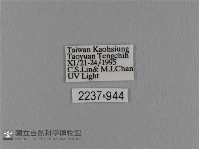 波紋枯葉蛾藏品圖，第3張