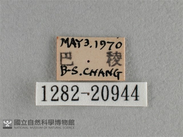 豆波灰蝶藏品圖，第3張