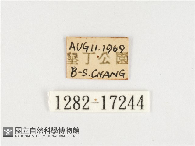 小紫斑蝶藏品圖，第3張