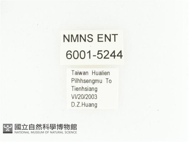 三輪長腳花金龜藏品圖，第2張