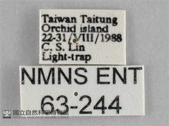 一點擬燈蛾藏品圖，第3張