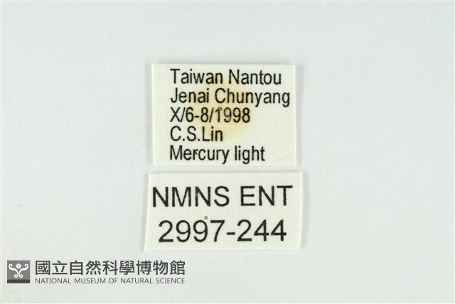 寬紋黃毒蛾藏品圖，第3張
