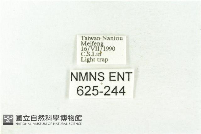 樹形尺蛾藏品圖，第3張