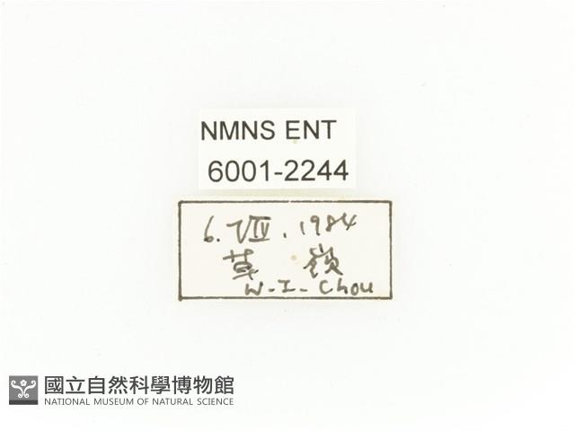 臺灣扇角金龜藏品圖，第2張