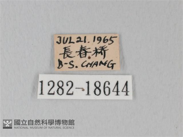 日本紫灰蝶藏品圖，第3張