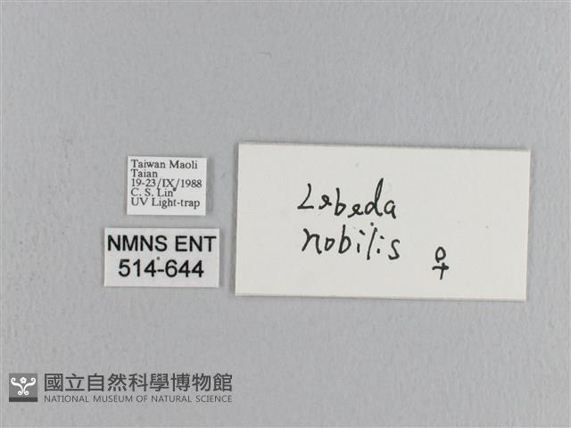 松大毛蟲藏品圖，第3張