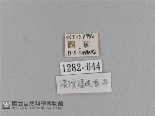 波紋枯葉蛾藏品圖，第3張