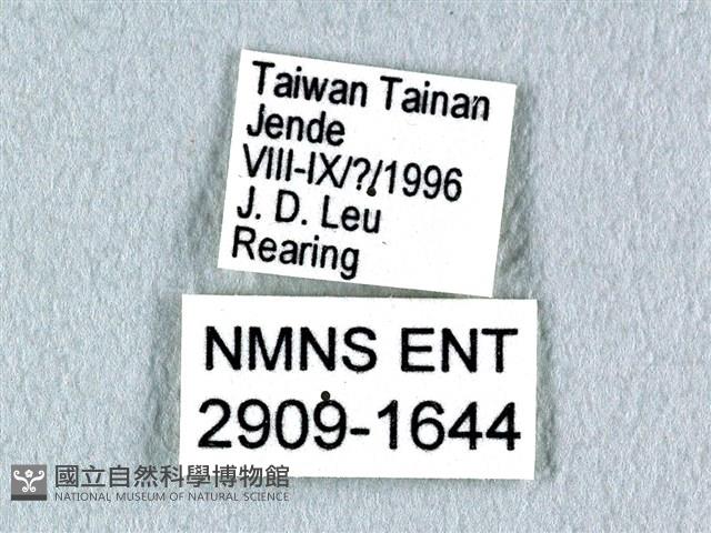 花鳳蝶、無尾鳳蝶藏品圖，第3張