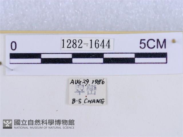 後凸蝶燈蛾藏品圖，第3張